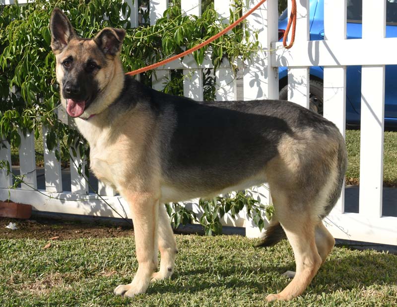 Razzle Dazzle, a Adoptable German Shepherd Dog in Newport Beach, CA image 3/5