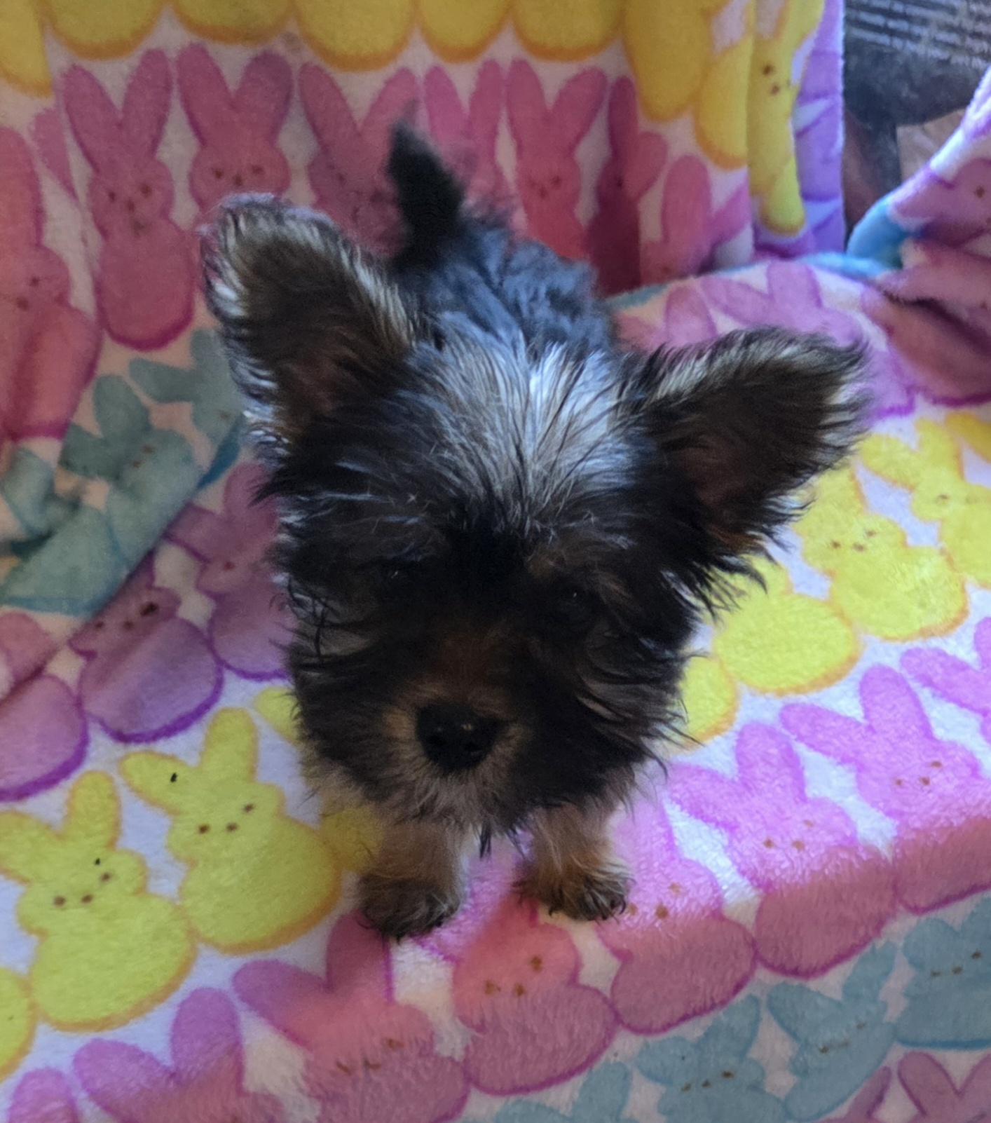 Enlarge TIKI, an adopted mixed breed in Woodsfield, OH image 4/5