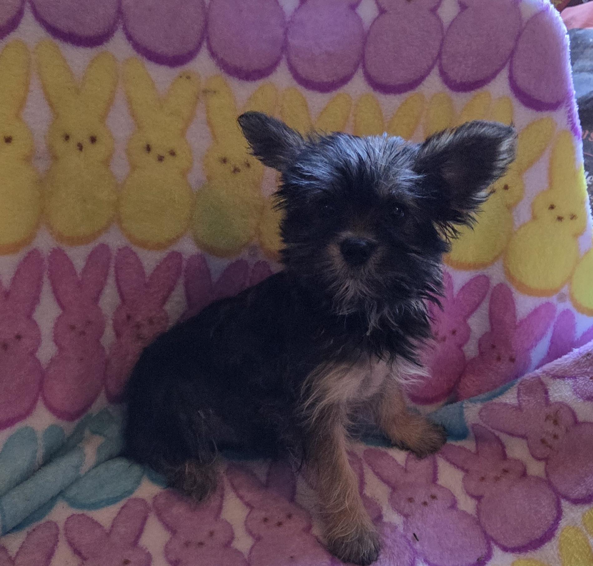 Enlarge TIKI, an adopted mixed breed in Woodsfield, OH image 3/5