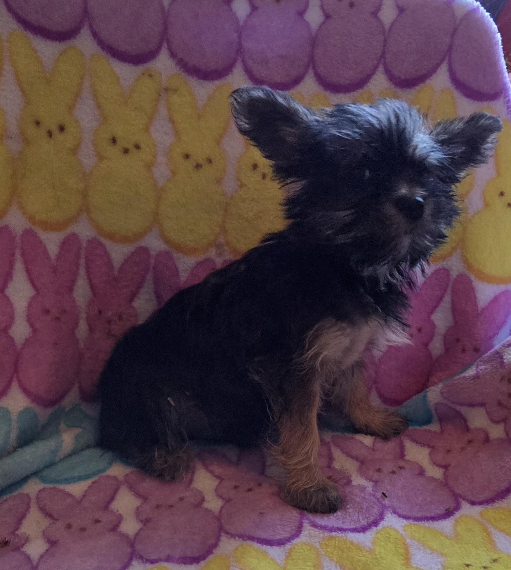 Enlarge TIKI, an adopted mixed breed in Woodsfield, OH image 2/5