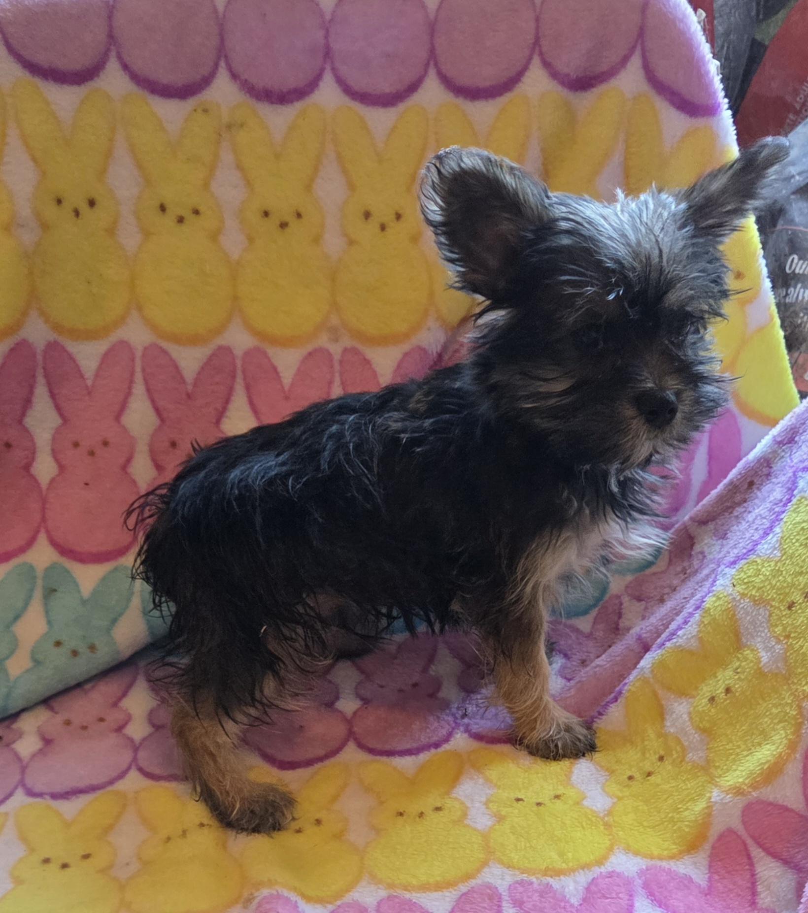 TIKI, adopted, Puppy Male Yorkshire Terrier.