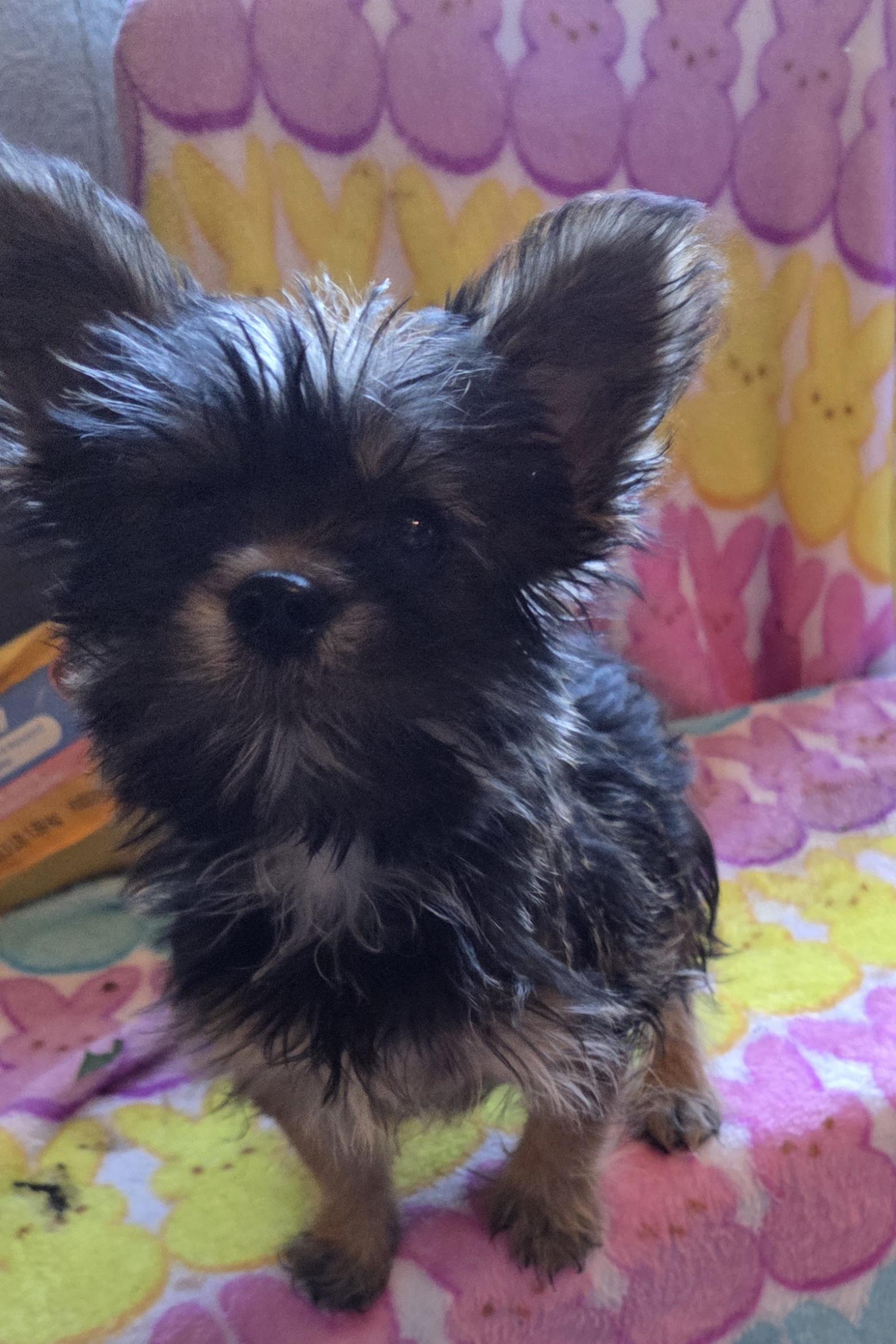 Enlarge TIKI, an adopted mixed breed in Woodsfield, OH image 5/5