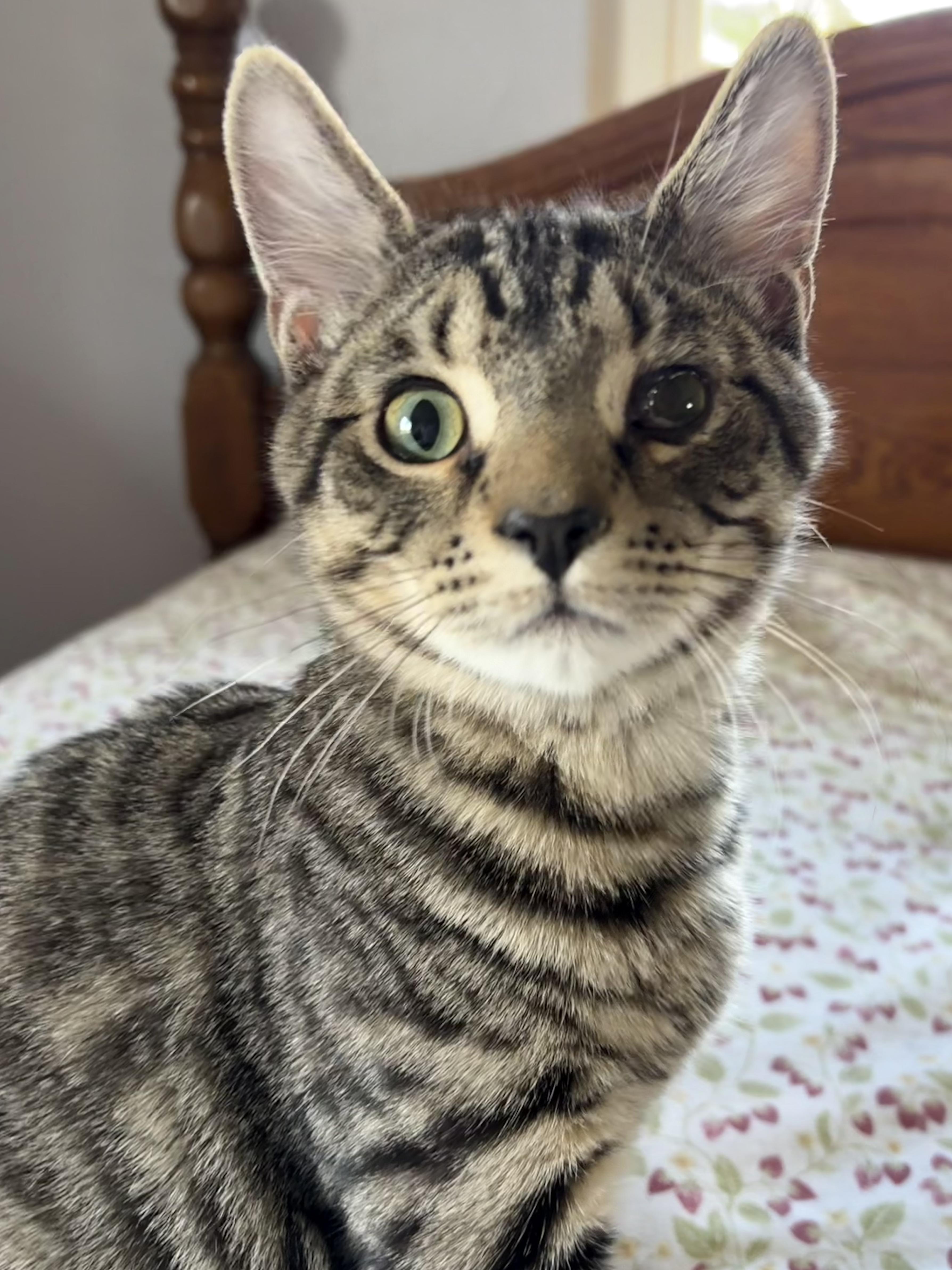 Enlarge Breadstick, a Adoptable Domestic Short Hair in North Huntingdon, PA image 1/1