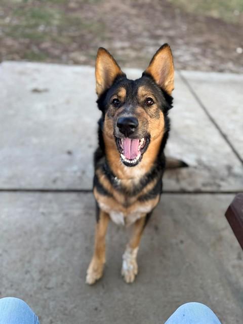 Enlarge ATLAS, a Adoptable mixed breed in Saint Peters, MO image 1/1