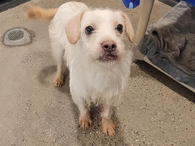 SNORKEL, Adoptable, Adult Male Parson Russell Terrier.