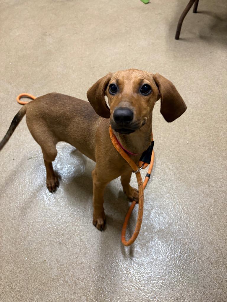 Lavern, Adoptable, Young Female Redbone Coonhound.