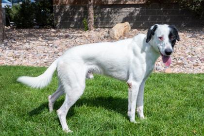 Angus (90220), ADOPTABLE, Young Male Coonhound & Labrador Retriever.