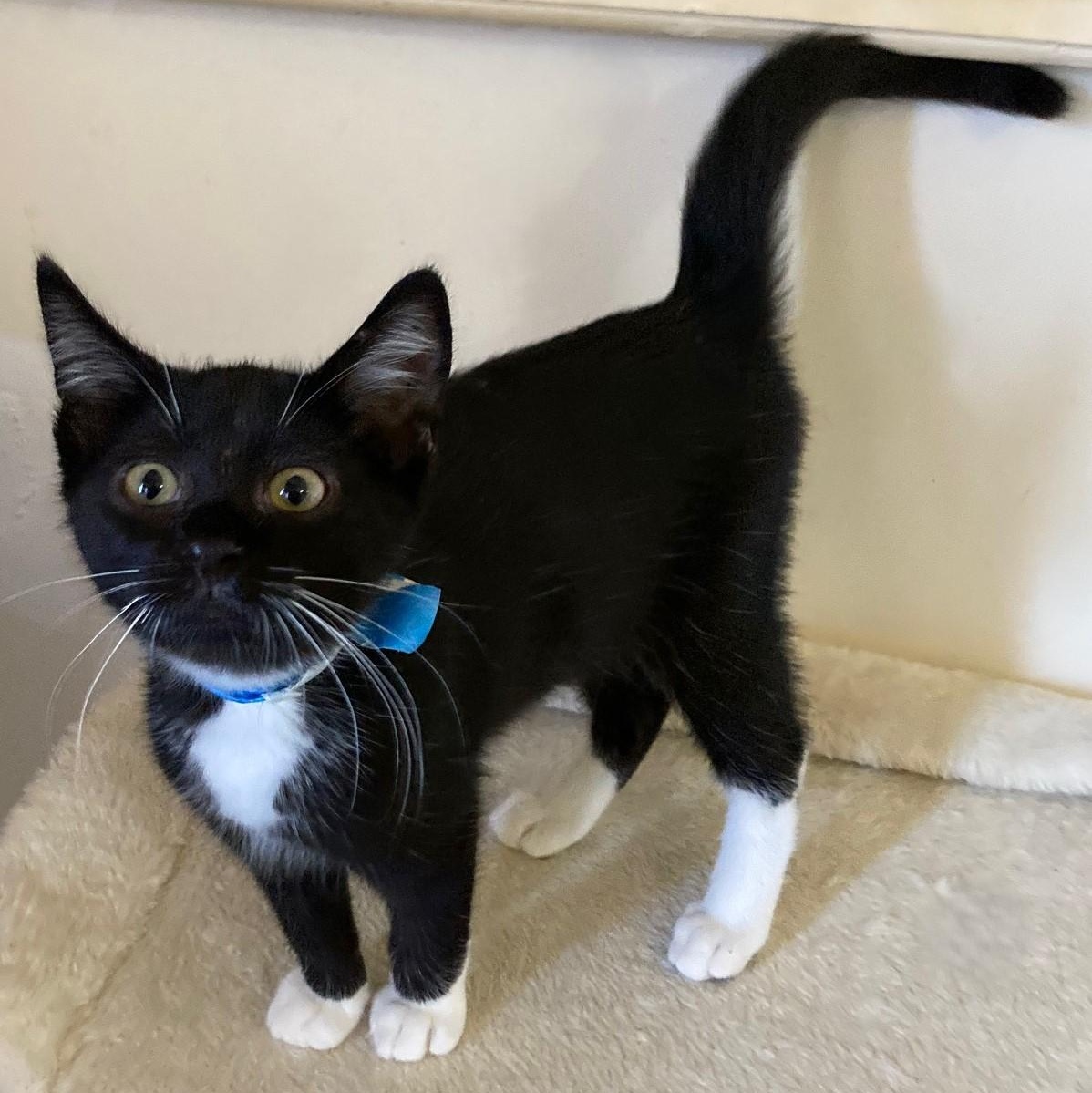 Ascot - Loads of Kitten Fun, adopted, Kitten Male Tuxedo.