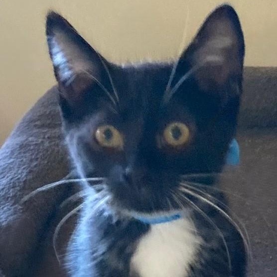 Ascot - Loads of Kitten Fun, an adopted Tuxedo in Hoquiam, WA image 3/3