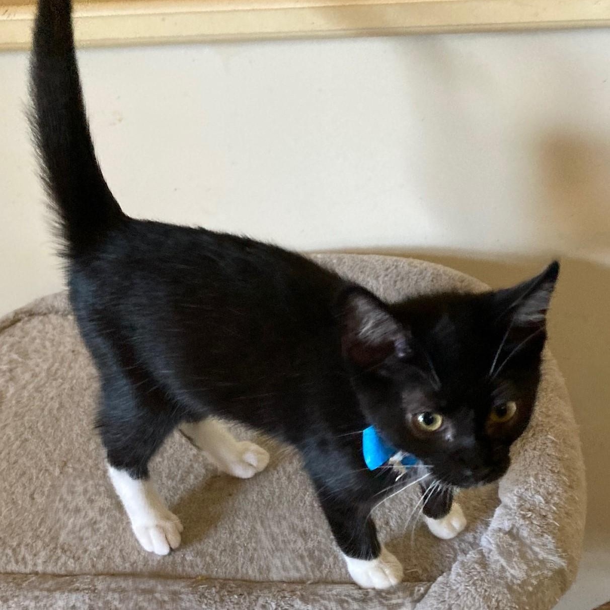 Ascot - Loads of Kitten Fun, an adopted Tuxedo in Hoquiam, WA image 2/3