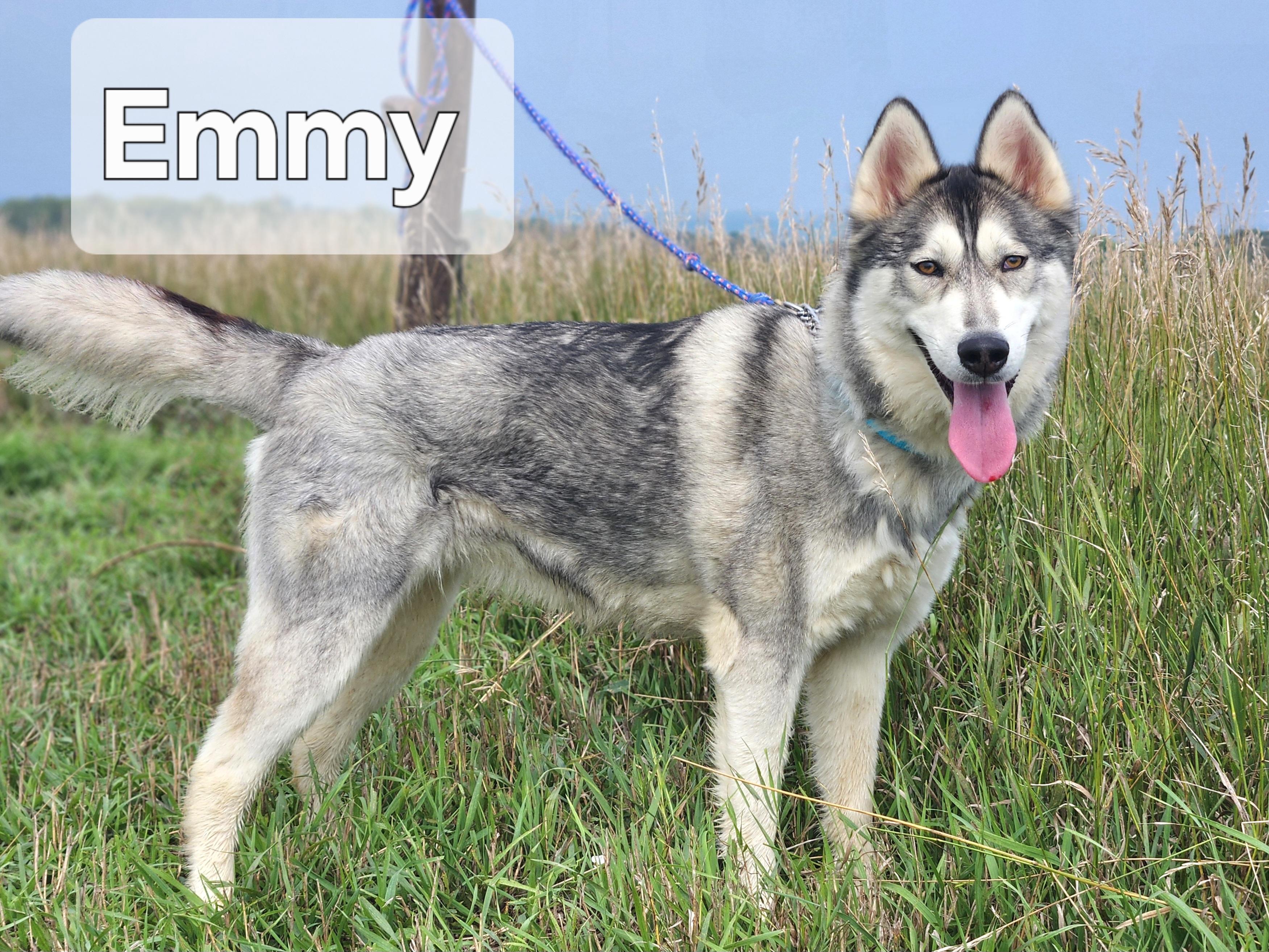 Enlarge Emmy, a Adoptable Siberian Husky in Walthill, NE image 1/4