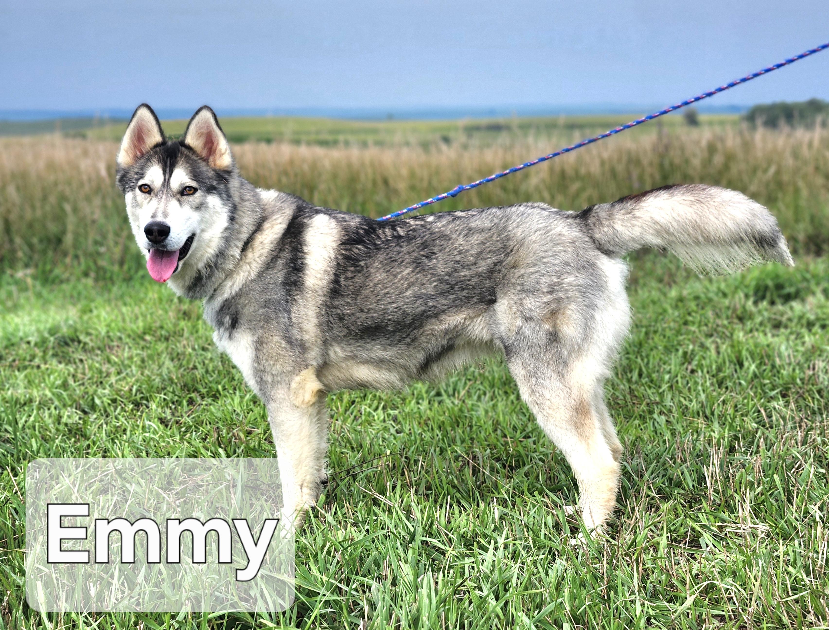 Enlarge Emmy, a Adoptable Siberian Husky in Walthill, NE image 4/4