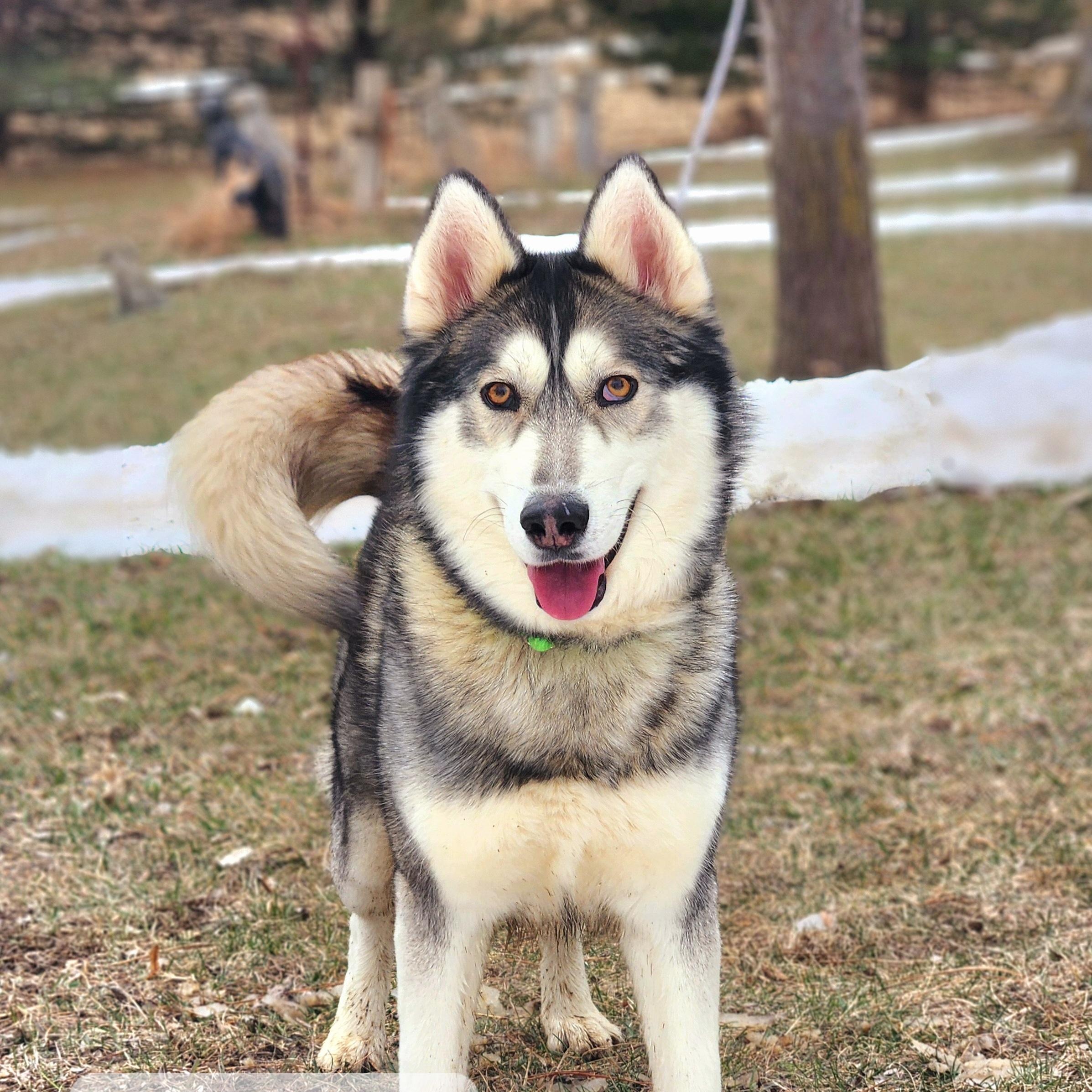 Enlarge Emmy, a Adoptable Siberian Husky in Walthill, NE image 2/4