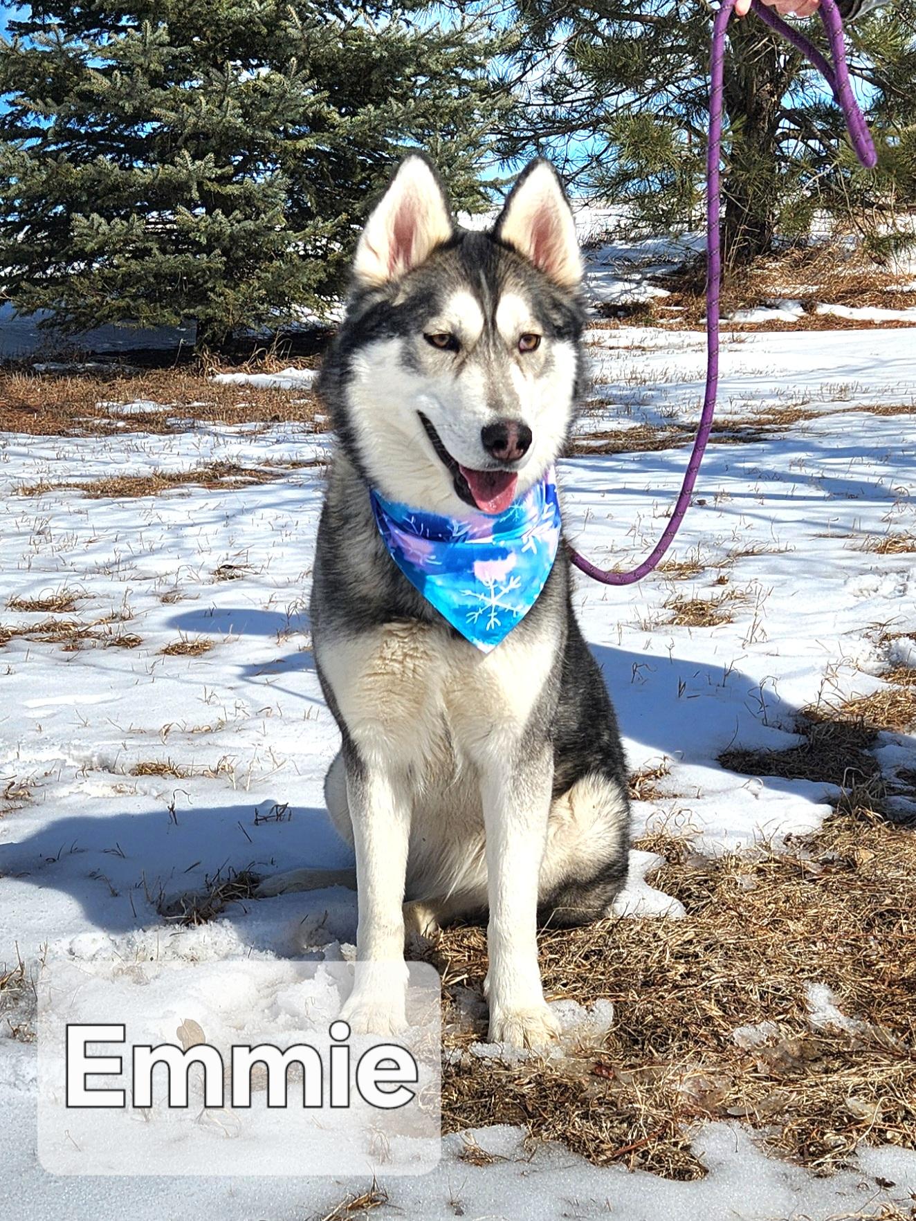 Emmy, an adoptable Siberian Husky in Walthill, NE, 68067 | Photo Image 3