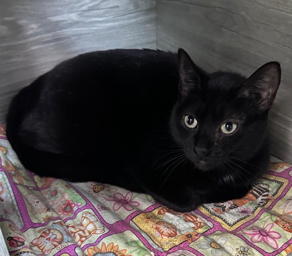 Kaley, Adoptable, Young Female Domestic Short Hair.