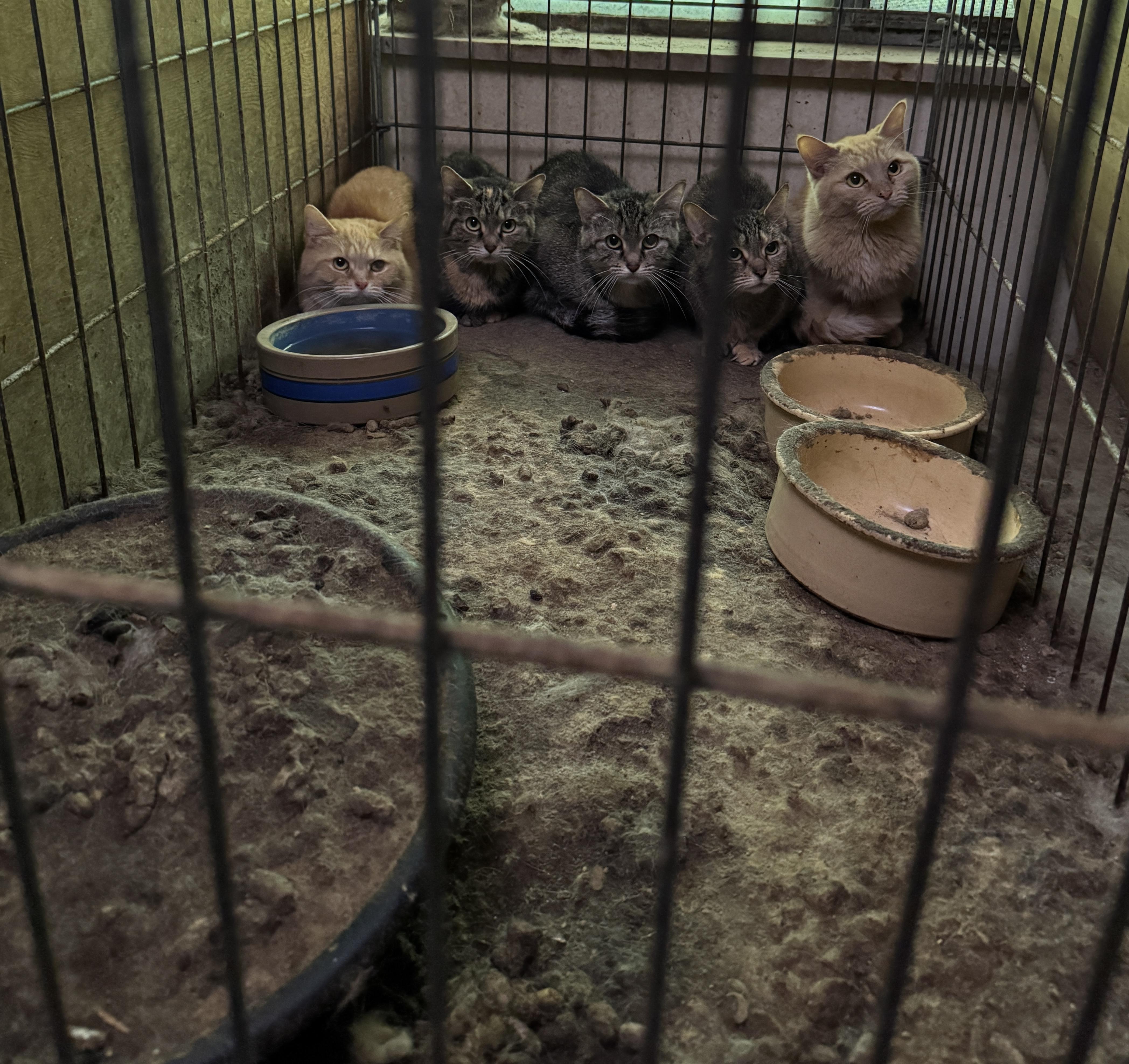 Enlarge Cleo and Clementine, a Adoptable Domestic Short Hair in Columbus, OH image 6/6