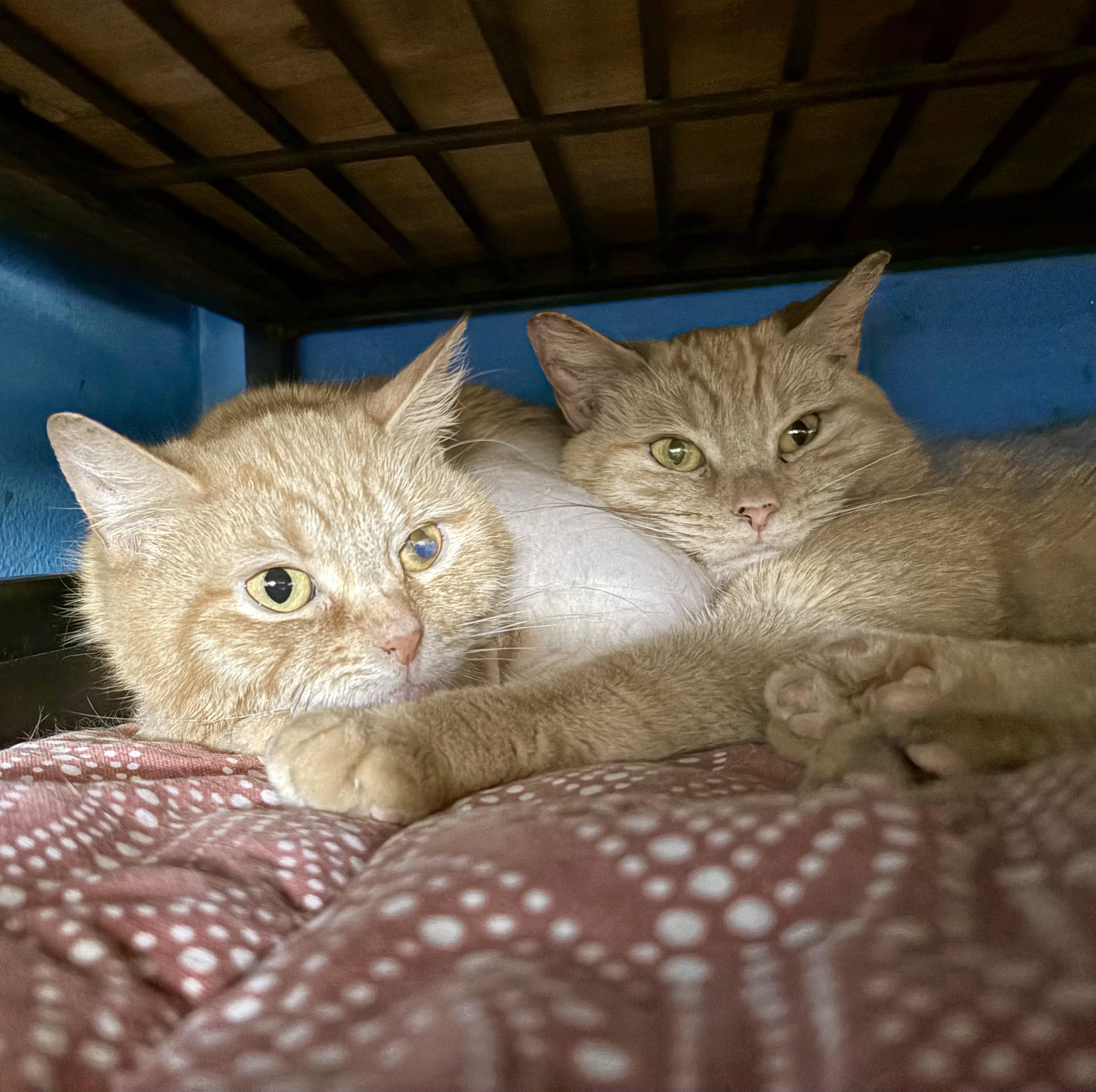 Enlarge Cleo and Clementine, a Adoptable Domestic Short Hair in Columbus, OH image 1/6