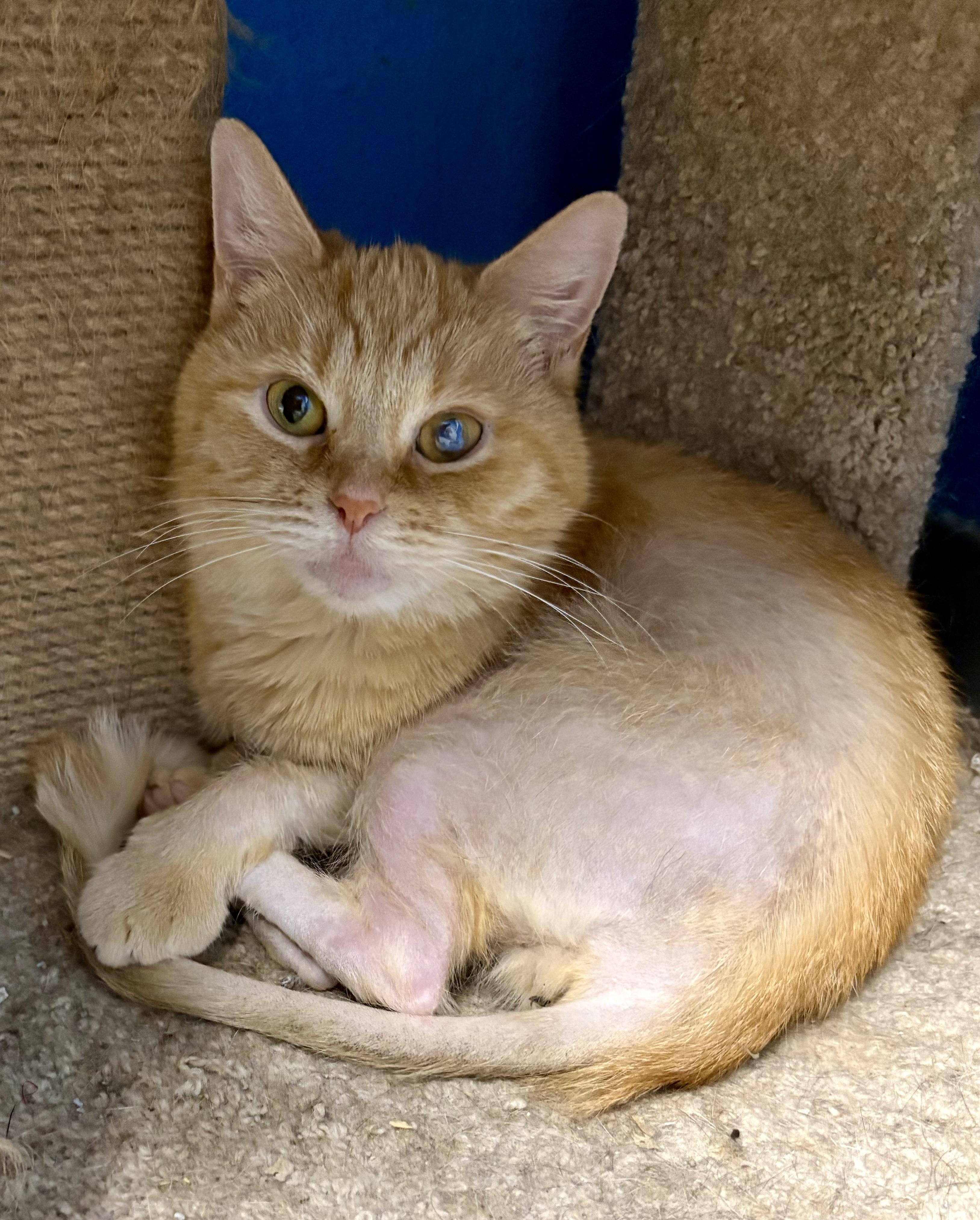Enlarge Cleo and Clementine, a Adoptable Domestic Short Hair in Columbus, OH image 5/6