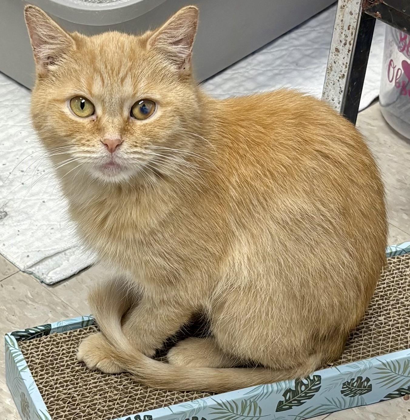 Enlarge Cleo and Clementine, a Adoptable Domestic Short Hair in Columbus, OH image 4/6