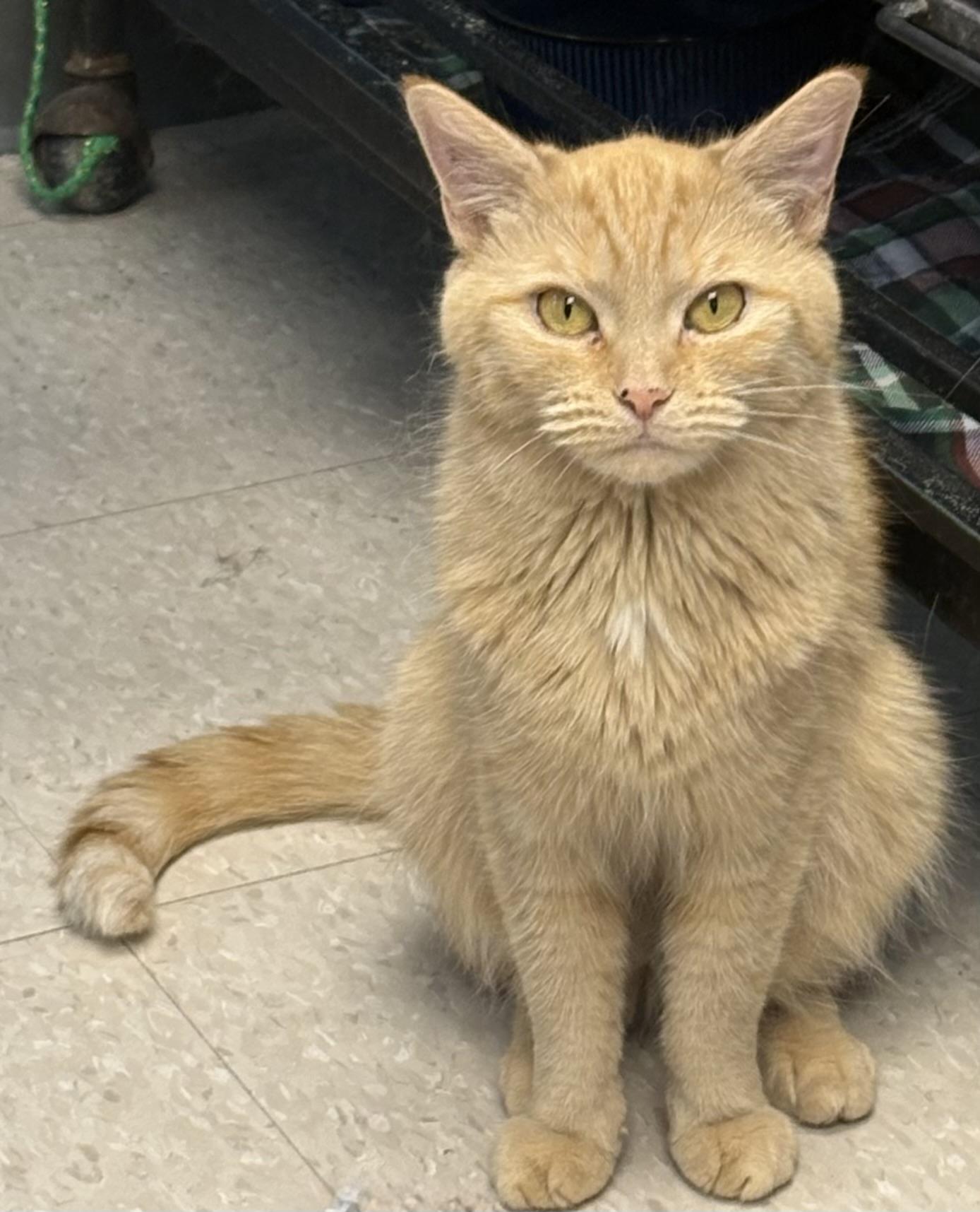 Enlarge Cleo and Clementine, a Adoptable Domestic Short Hair in Columbus, OH image 3/6