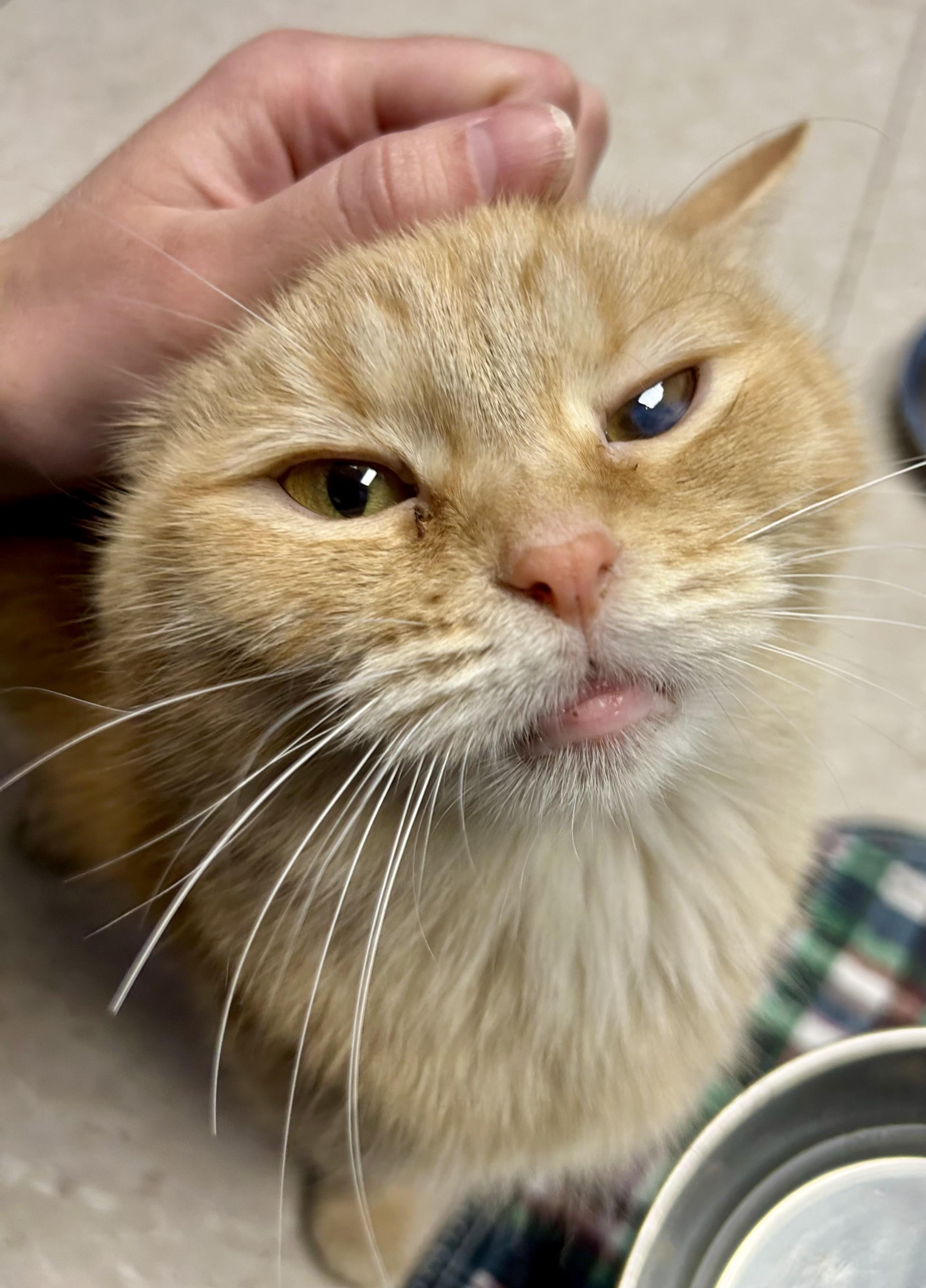 Enlarge Cleo and Clementine, a Adoptable Domestic Short Hair in Columbus, OH image 2/6