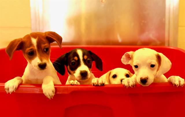 NEVILLE, Adoptable, Puppy Male Feist & Mixed Breed.