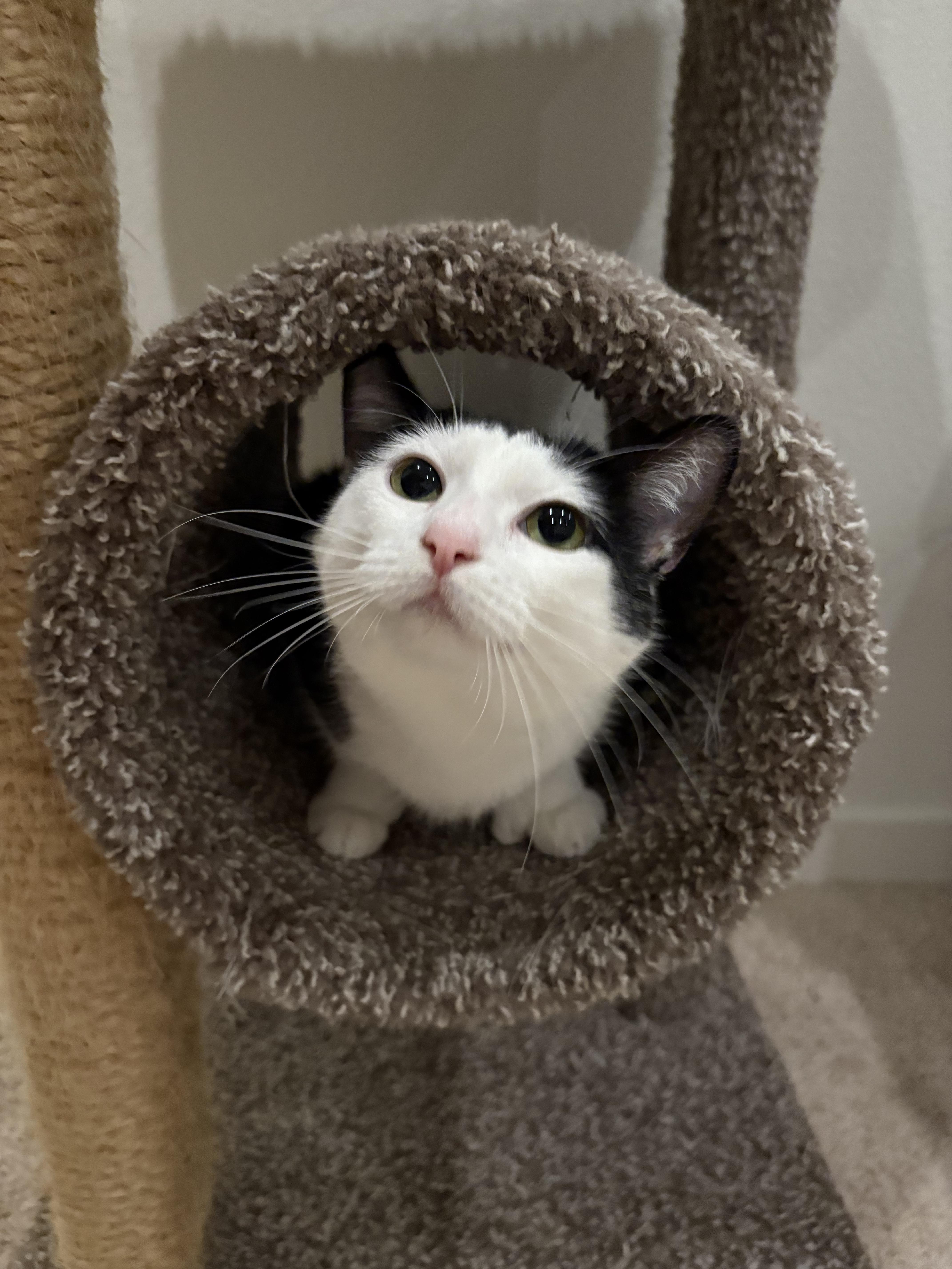 Croquet, a Adoptable Domestic Short Hair image 5/6