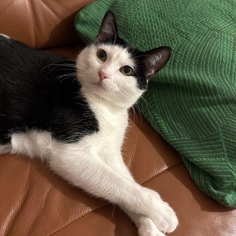 Croquet, a Adoptable Domestic Short Hair image 4/6