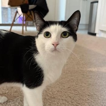 Croquet, Adoptable, Adult Female Domestic Short Hair.