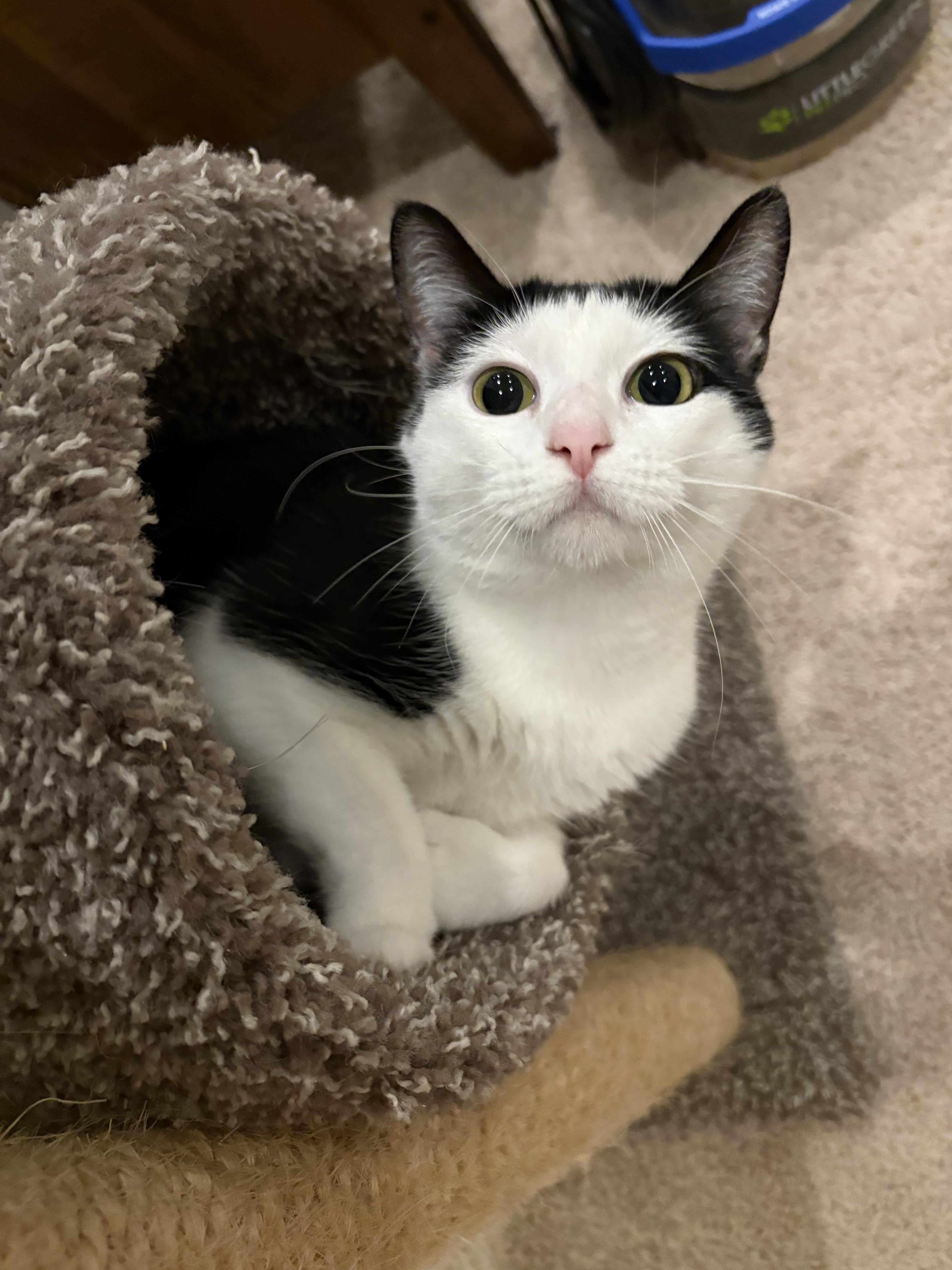 Croquet, a Adoptable Domestic Short Hair image 3/6