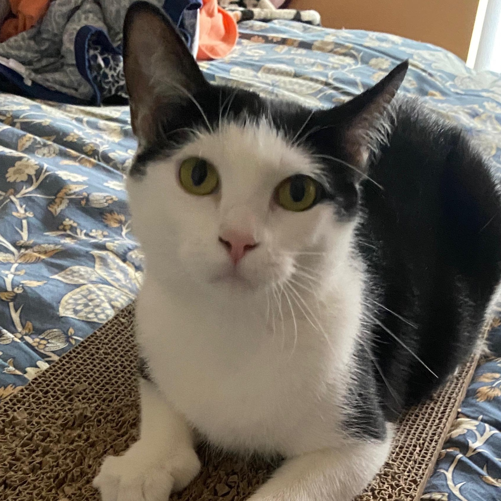 Croquet, a Adoptable Domestic Short Hair image 2/6