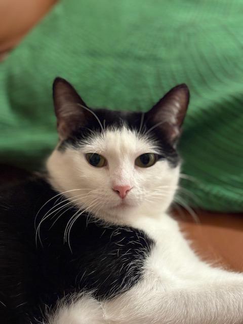 Croquet, a Adoptable Domestic Short Hair image 6/6