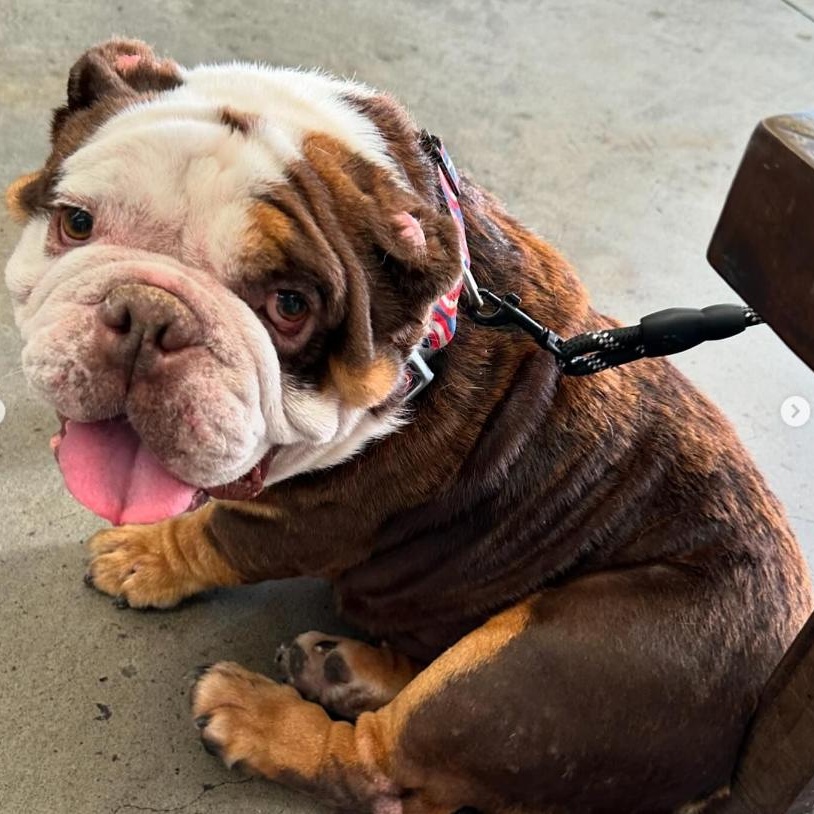 Enlarge Joey, a Adopted English Bulldog in SACRAMENTO, CA image 4/6