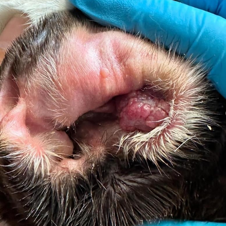 Enlarge Joey, a Adopted English Bulldog in SACRAMENTO, CA image 5/6