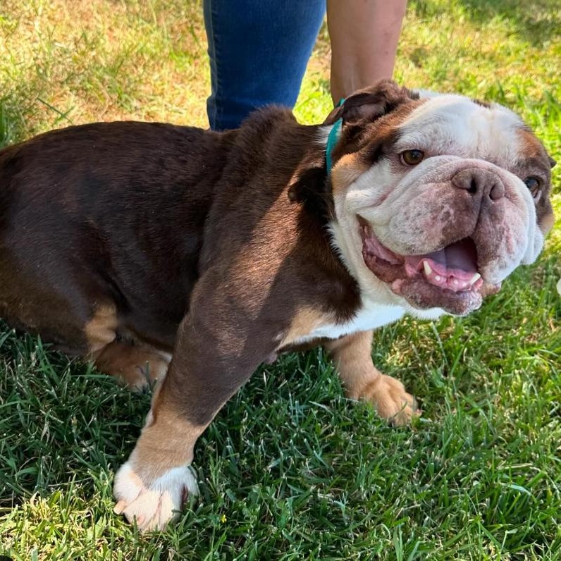 Enlarge Joey, a Adopted English Bulldog in SACRAMENTO, CA image 3/6