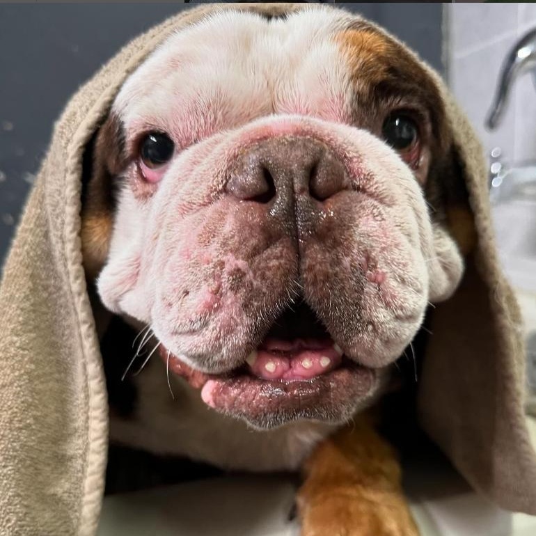 Enlarge Joey, a Adopted English Bulldog in SACRAMENTO, CA image 2/6