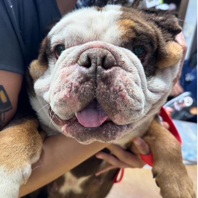 Enlarge Joey, a Adopted English Bulldog in SACRAMENTO, CA image 1/6