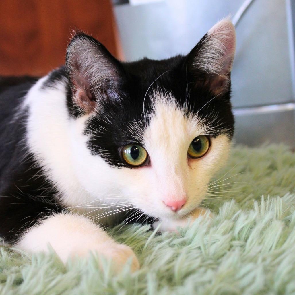 Enlarge Ron, a Adoptable Domestic Short Hair in Laramie, WY image 1/4
