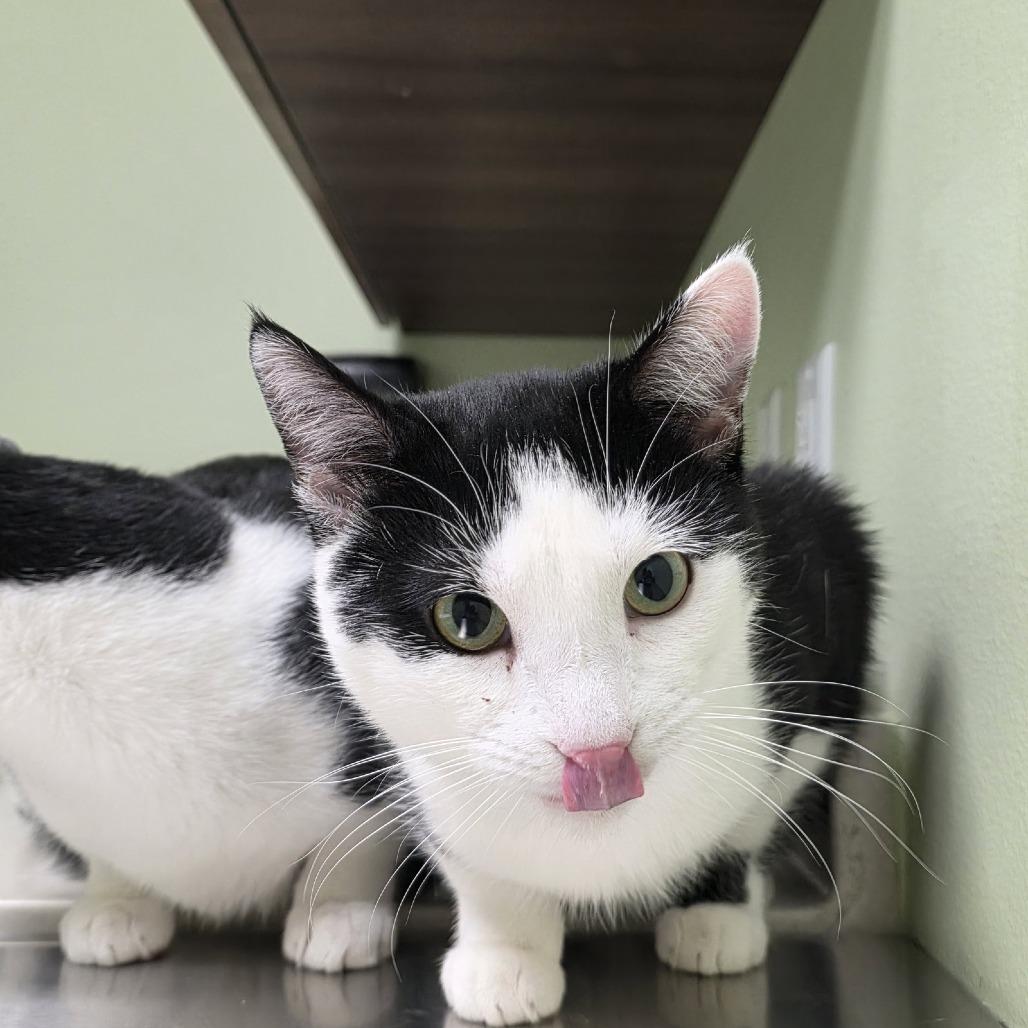 Enlarge Ron, a Adoptable Domestic Short Hair in Laramie, WY image 2/4