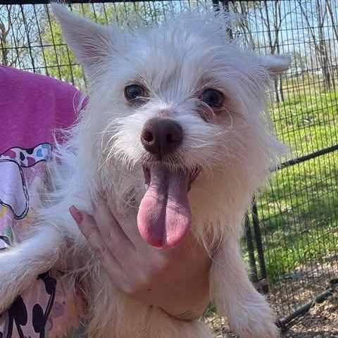 Enlarge Snowflake, a Adoptable mixed breed in Edison, NJ image 1/3