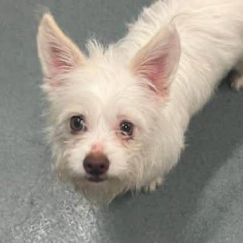 Enlarge Snowflake, a Adoptable mixed breed in Edison, NJ image 2/3