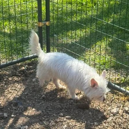Enlarge Snowflake, a Adoptable mixed breed in Edison, NJ image 3/3