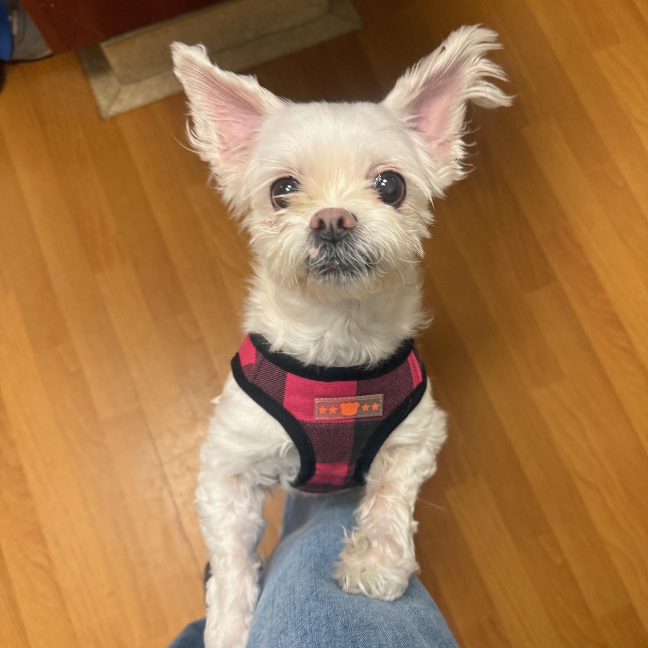Enlarge Zoey, an adopted mixed breed in Foster, RI image 1/6