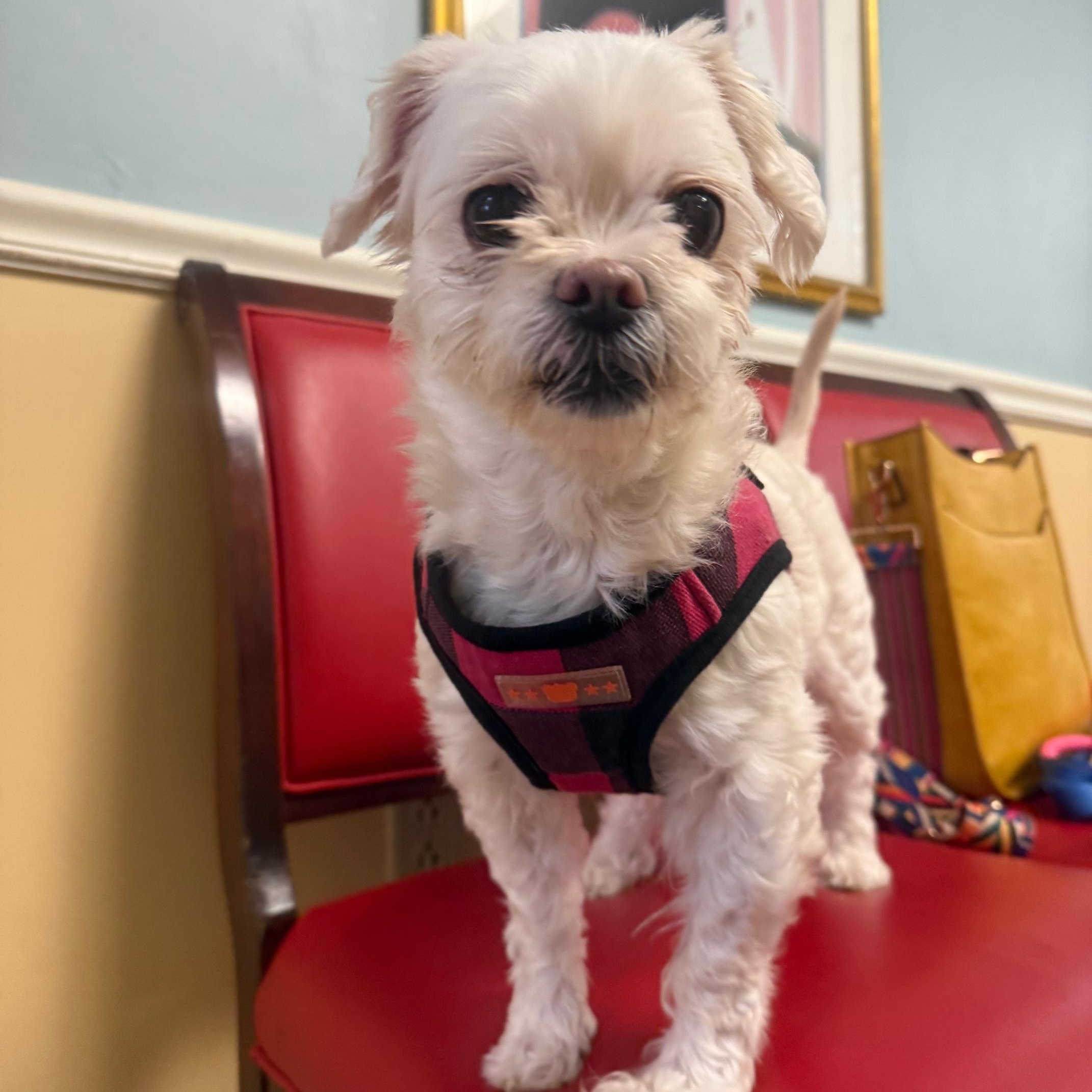 Enlarge Zoey, an adopted mixed breed in Foster, RI image 5/6