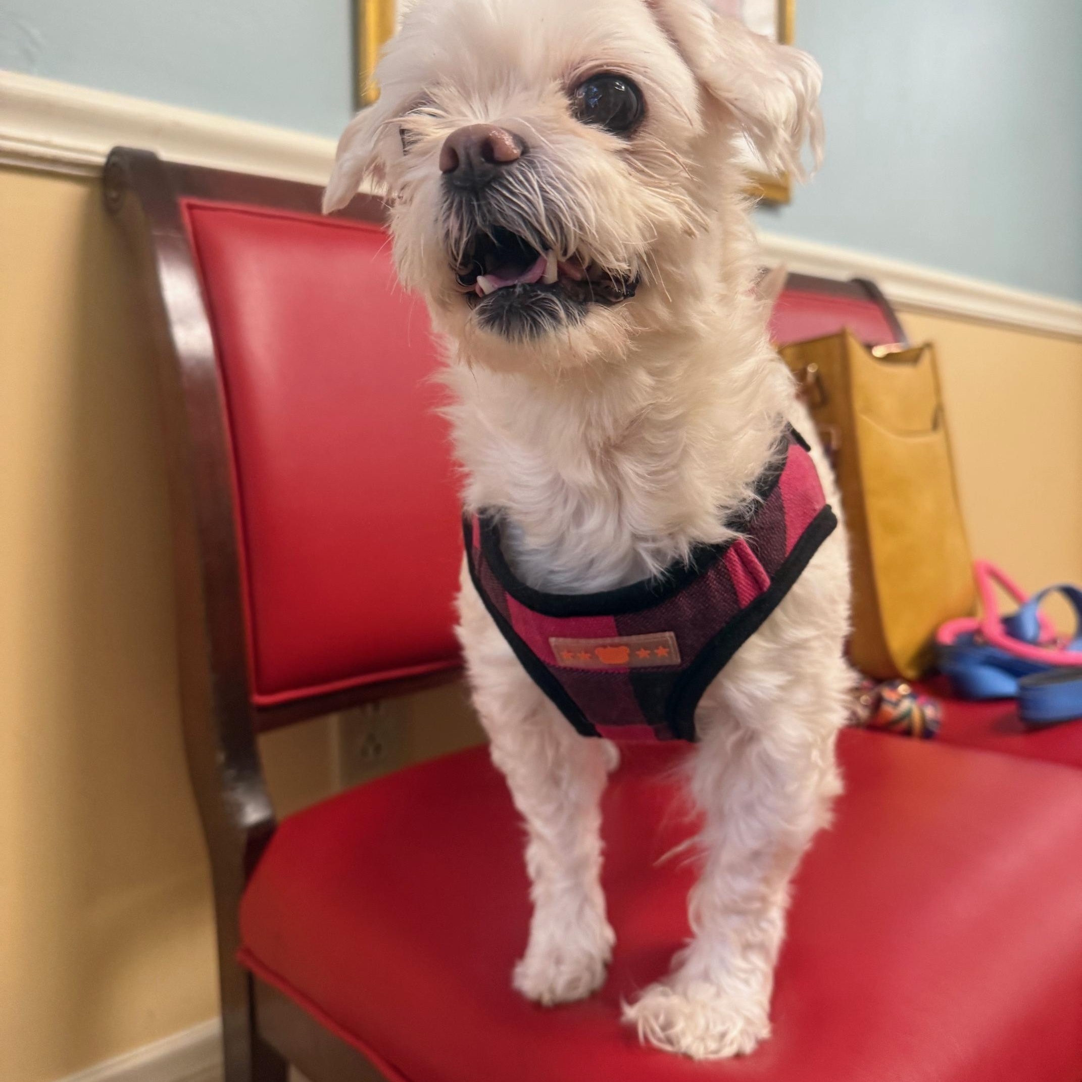 Enlarge Zoey, an adopted mixed breed in Foster, RI image 2/6
