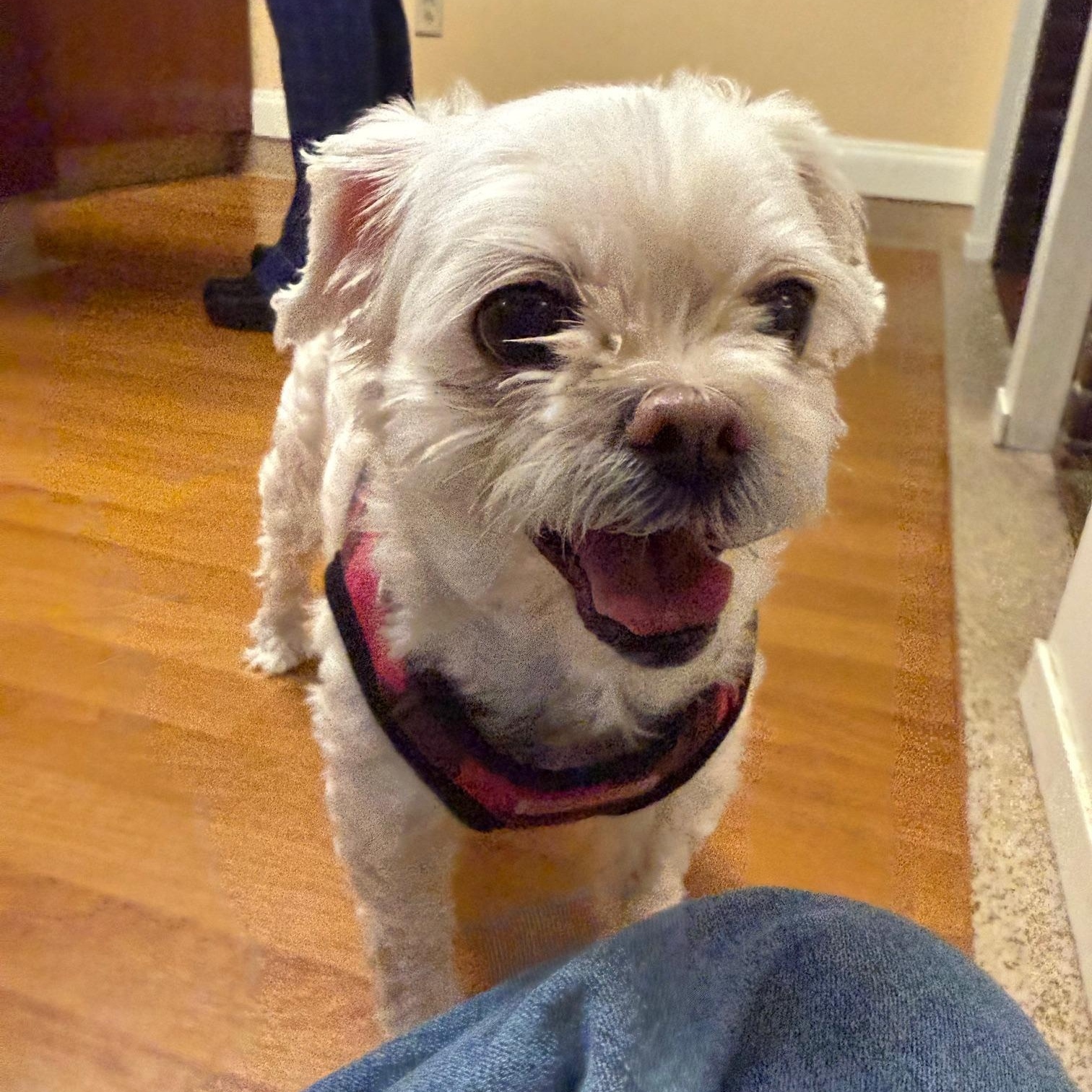 Enlarge Zoey, an adopted mixed breed in Foster, RI image 6/6