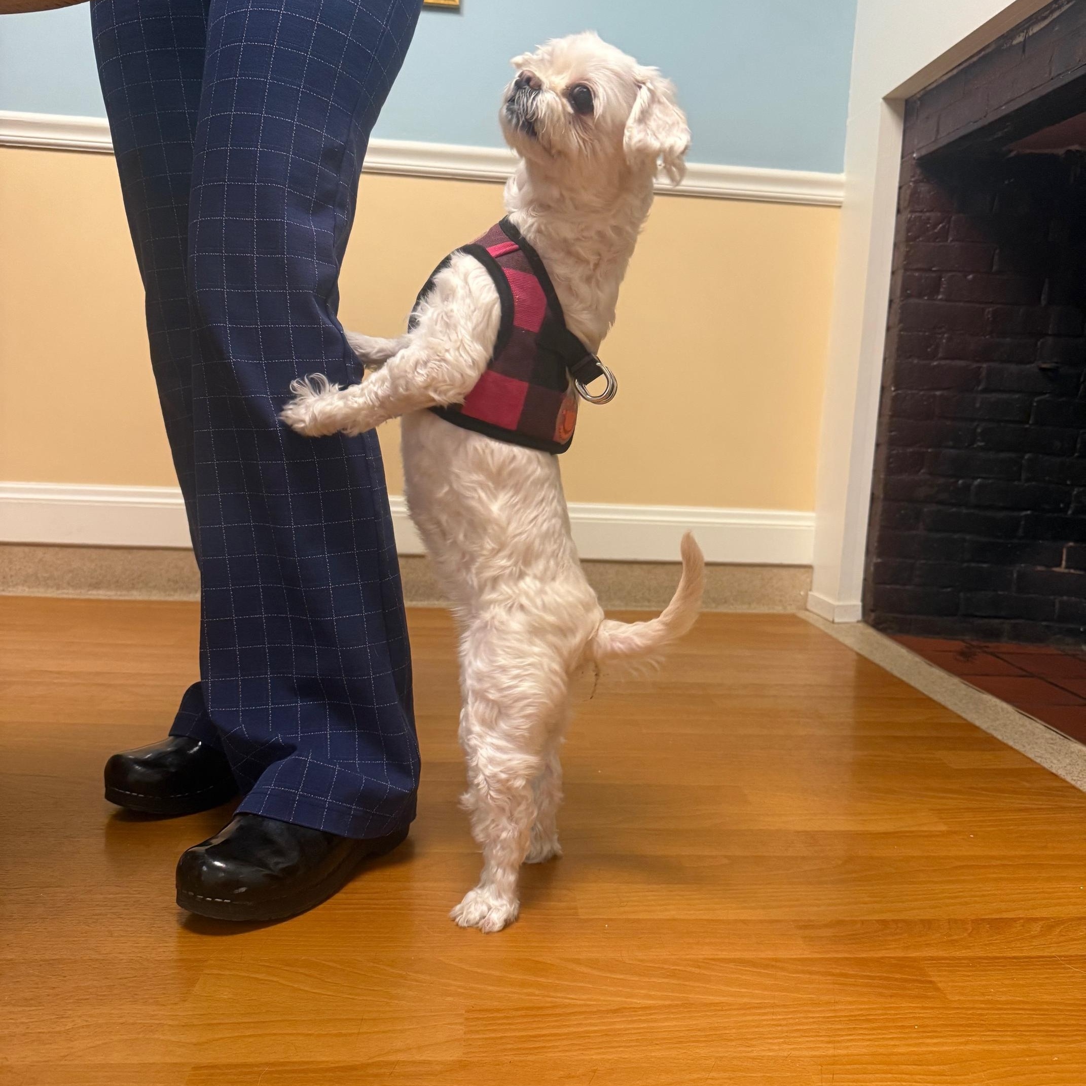 Enlarge Zoey, an adopted mixed breed in Foster, RI image 4/6