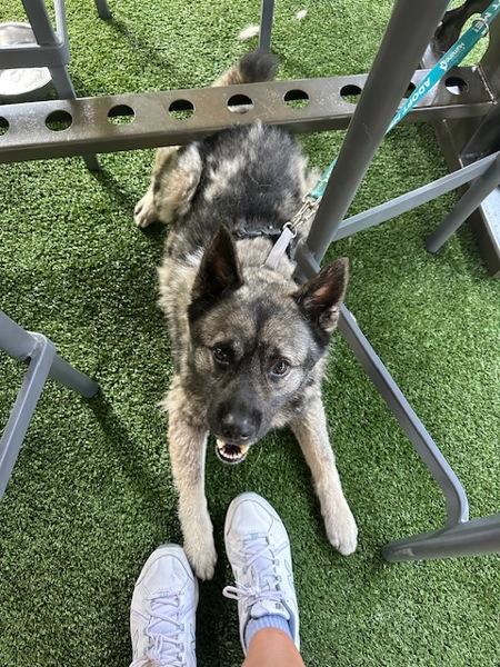 Truce, Adoptable, Adult Male Keeshond & Norwegian Elkhound.