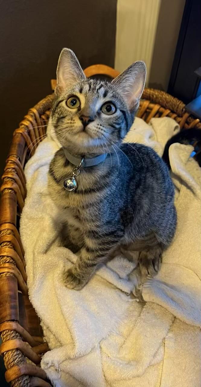 Matilda - Kuykendahl Petsmart