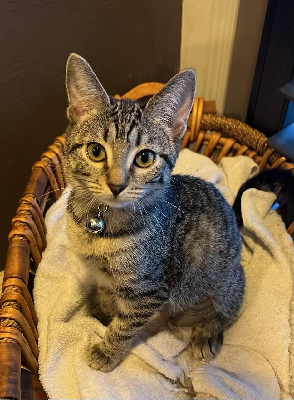 Matilda - Kuykendahl Petsmart — thumbnail 2